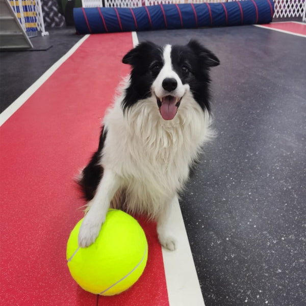 Tênis Ball - A gigante bola para cães